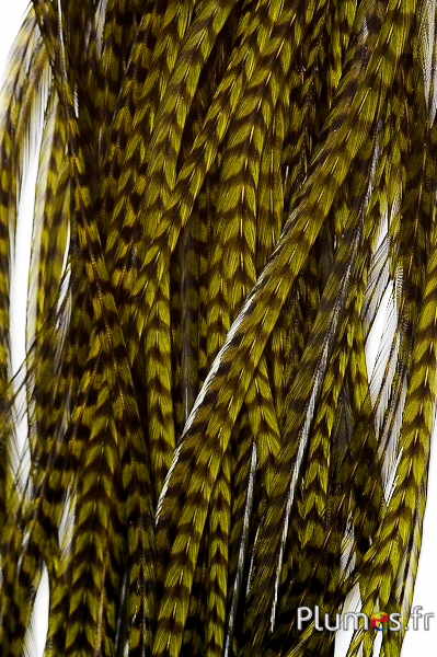 Coq grizzly - 25-30 cm - olive